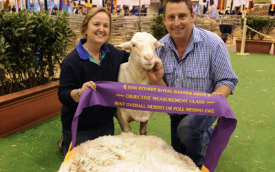 Sydney Royal 2014 Best Overall Merino or Poll Merino Ewe